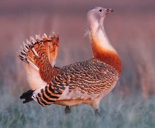 Great Bustard - The queen of plains